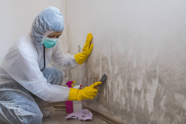Best Mold Testing  in West Allis, WI